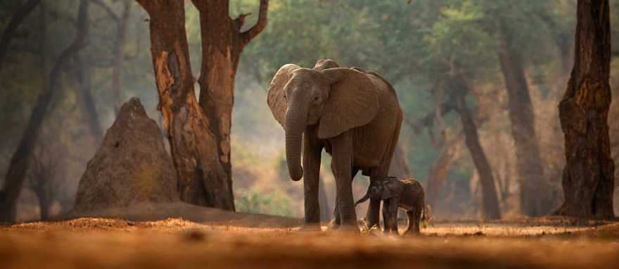 Mana Pools National Park, Zimbabwe Mana Pools National Park, Zimbabwe