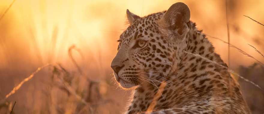 Young leopard in Sabi Sands, South Africa