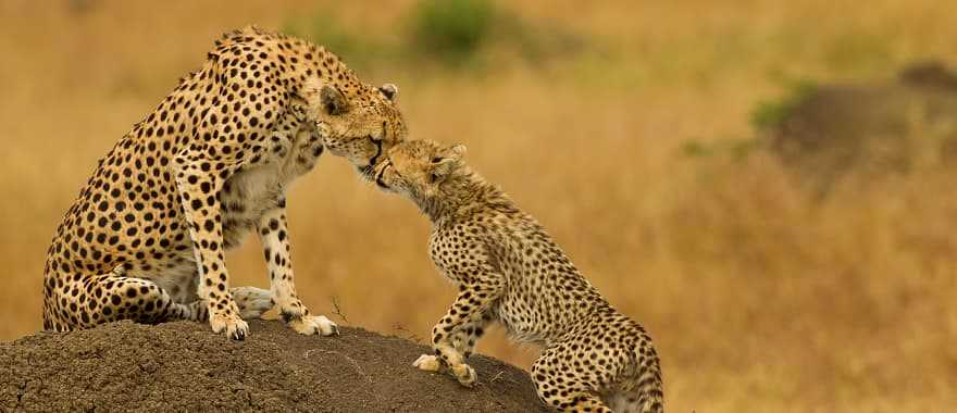 Cheetah and her cub in Masai Mara National Park, Kenya