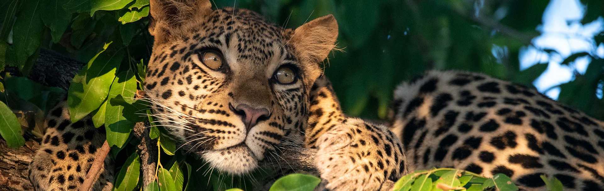 Leopard sitting in tree at Mombo Camp on a Botswana Safari.