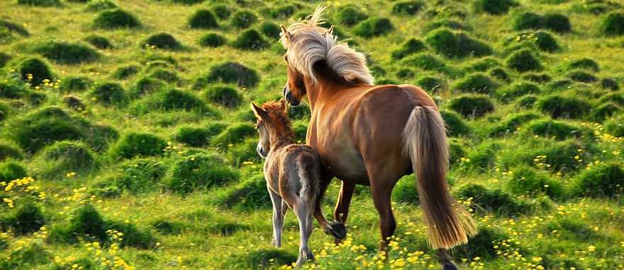 Icelandic horses Icelandic horses