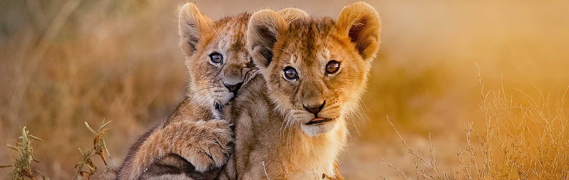 Two lion cubs in Kenya