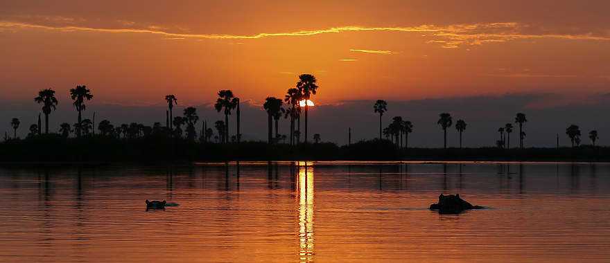 Hippos at sunset in Tanzania