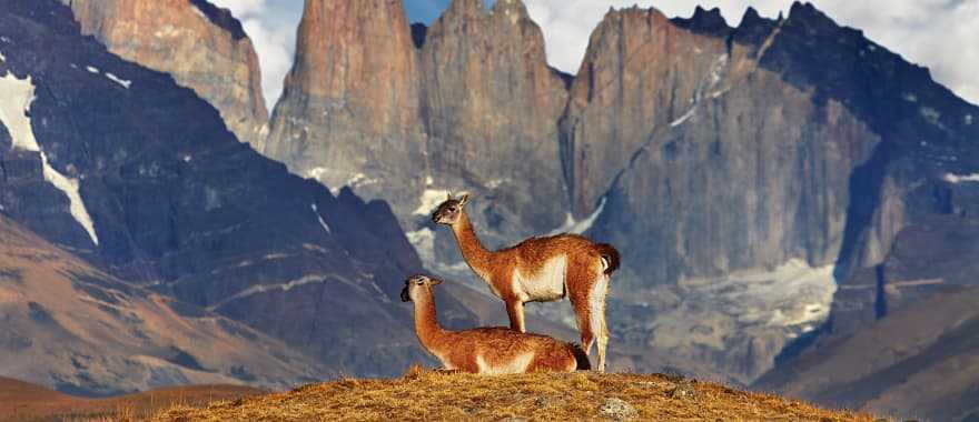 Guanaco in Torres del Paine National Park, Patagonia, Chile.