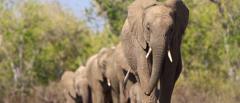 Elephant herd migration in Botswana