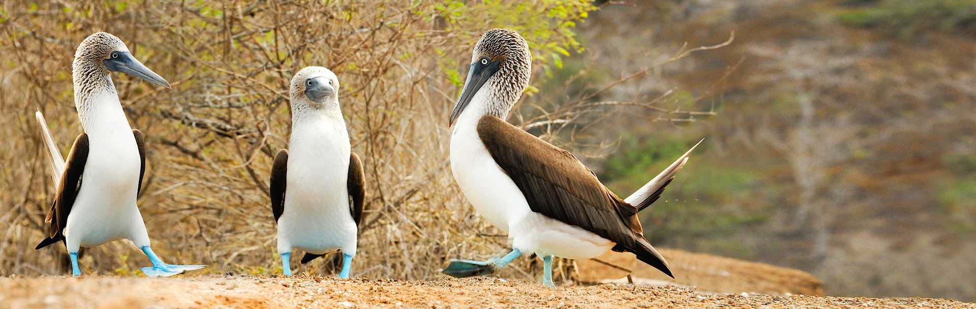 Blue Footed Booby bird on the Galapagos Islands, Ecuador.