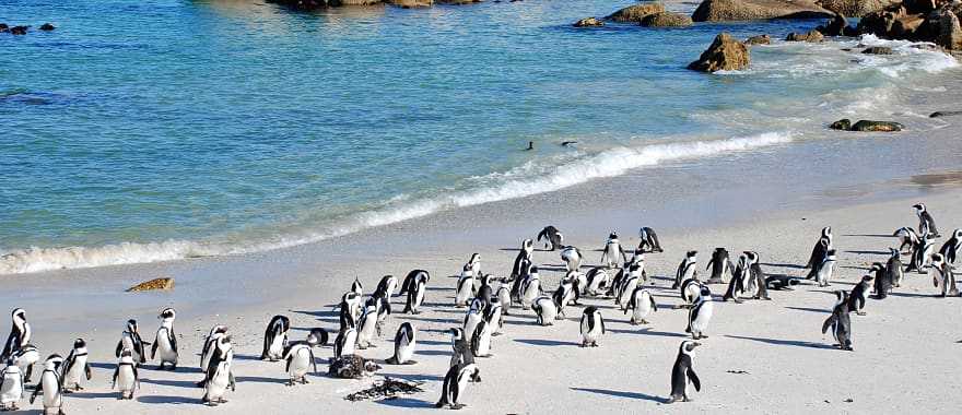 Penguins colony in Cape Town, South Africa.