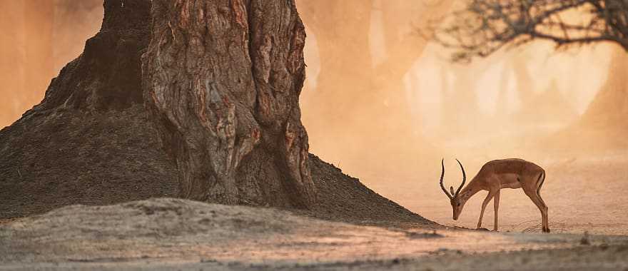 Impala antelope in Mana Pools National Pa, Zimbabwe