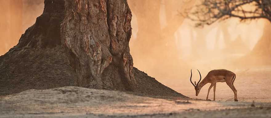 Lions family resting in the savanna, Zimbabwe Impala antelope in Mana Pools National Pa, Zimbabwe