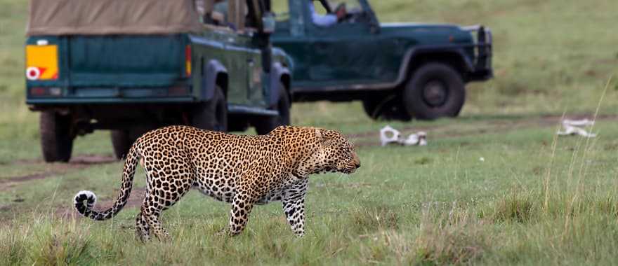 A regal African leopard with a safari tour in the background, Kenya, Africa