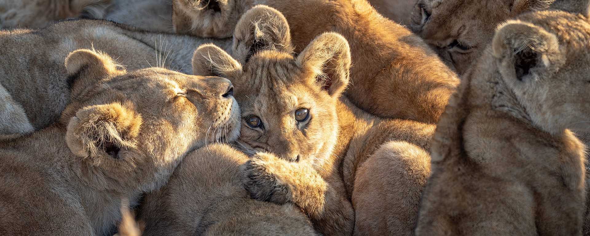 Lion pride in Eastern Serengeti, Tanzania