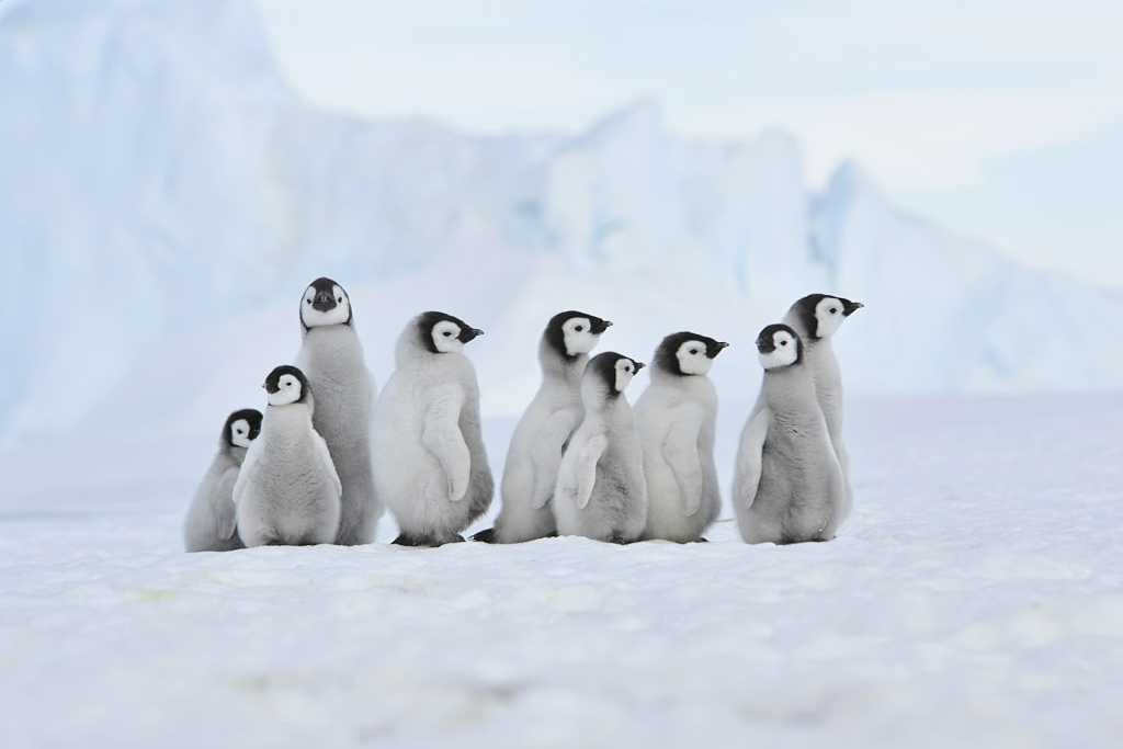 Emperor penguin chicks gathered in Antarctica