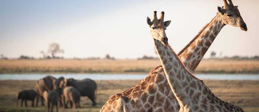Giraffes and elephants in African savanna