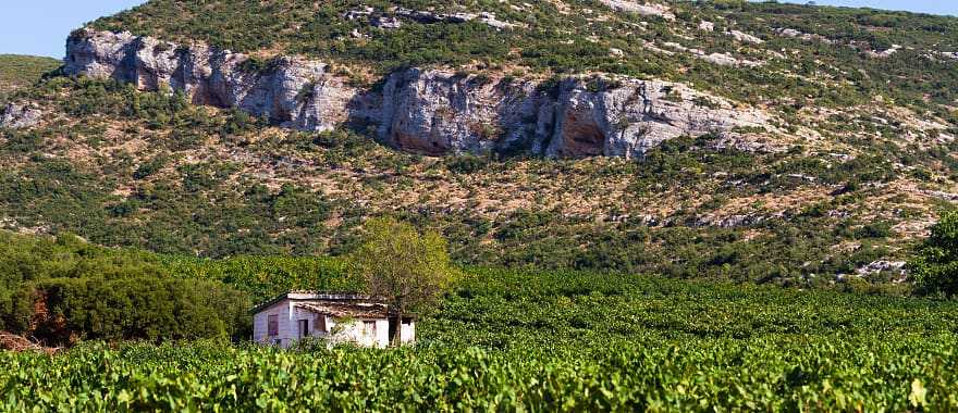 Vineyards in the hills, Greece