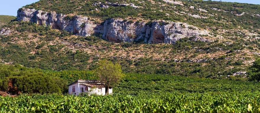 Vineyards in the hills, Greece