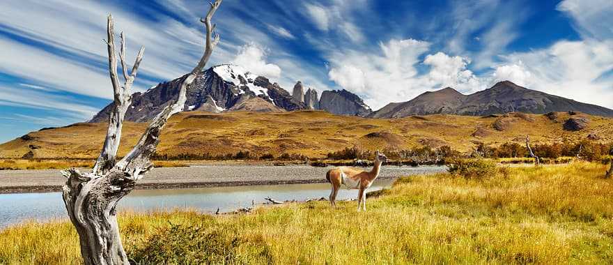 Guanaco in the Patagonia mountains