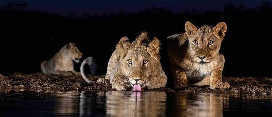 Lions at a watering hole during a nighttime game drive