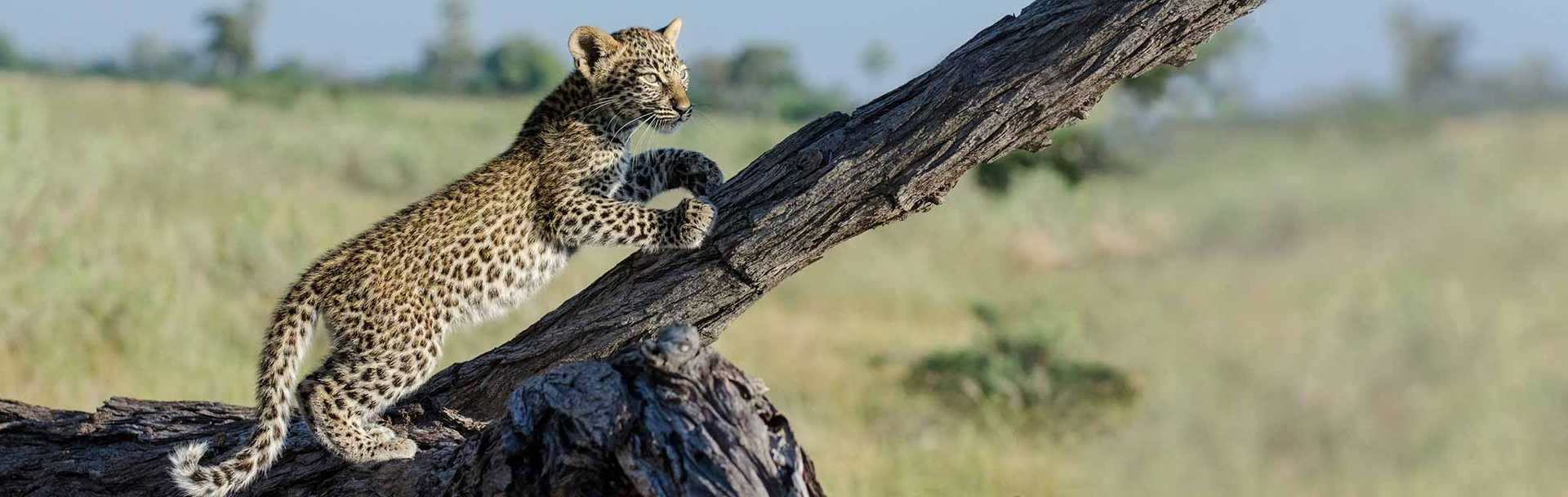 Kenya safari - Leopard cub climbing tree