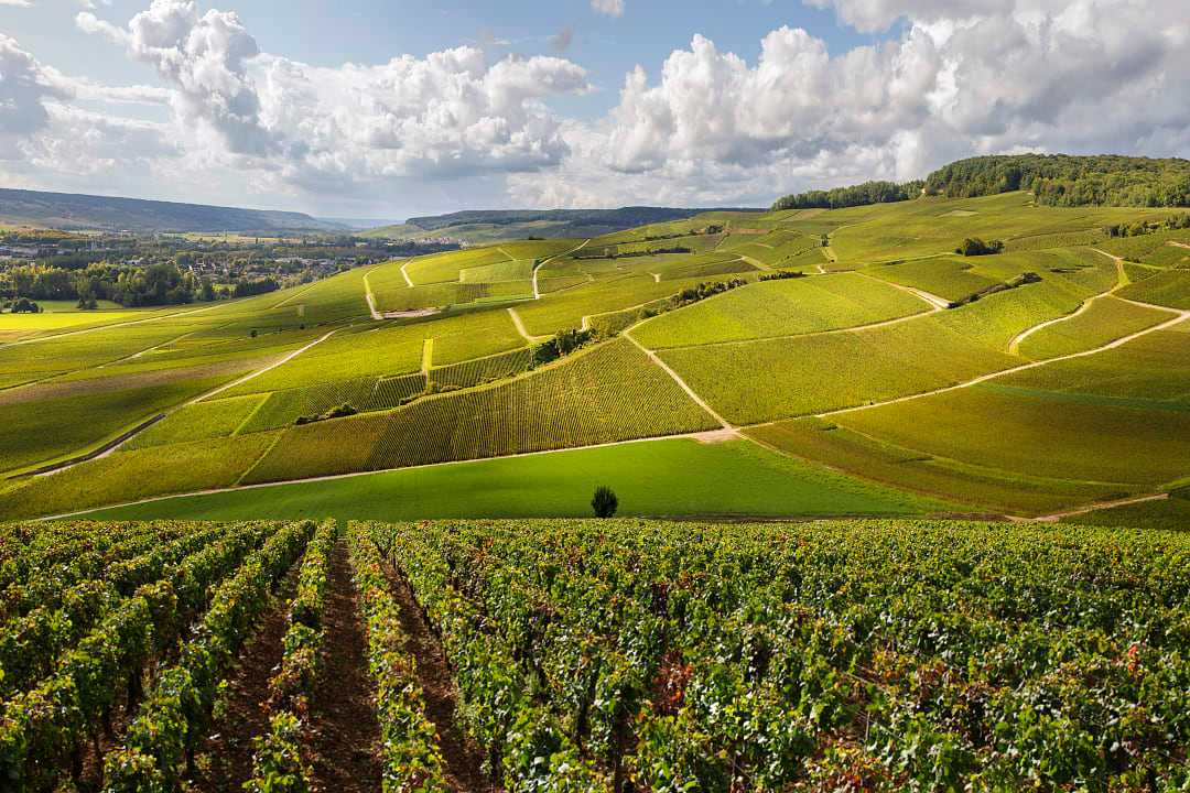 Vineyard in the hills of Burgundy, France.