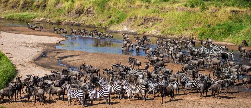 The Great Wildebeest Migration is one of nature's greatest spectacles as two million animals cross the Serengeti.