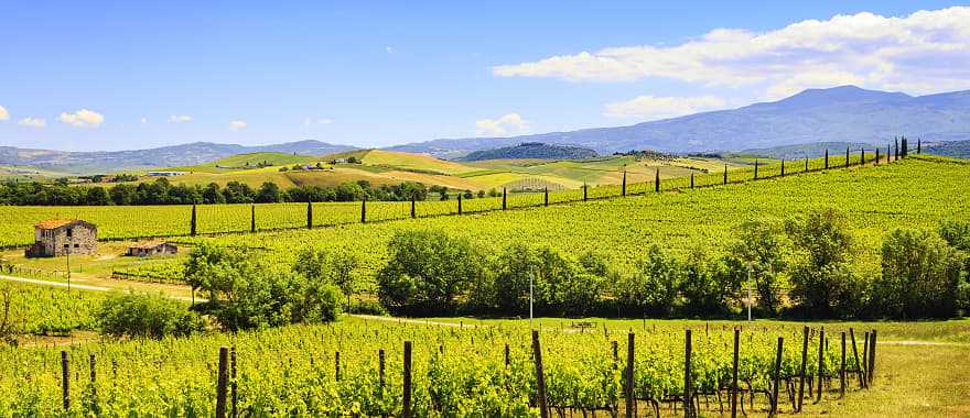 Vineyards surrounding Montalcino in Tuscany, Italy