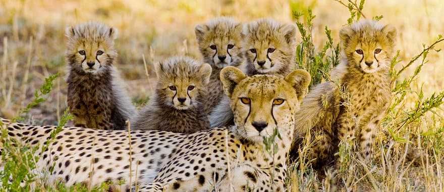 Cheetah and cubs in the African savanna