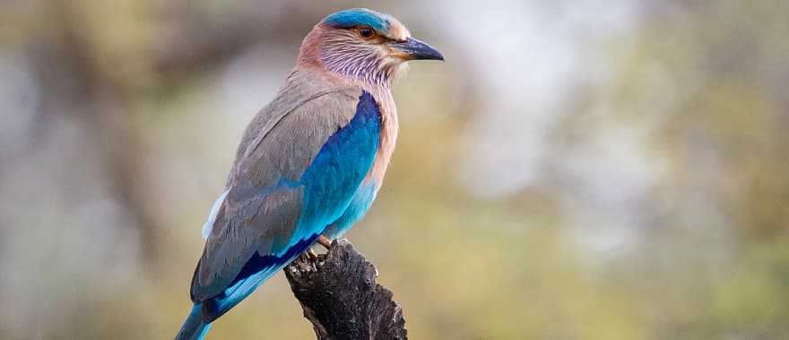 Brightly colored Indian roller bird