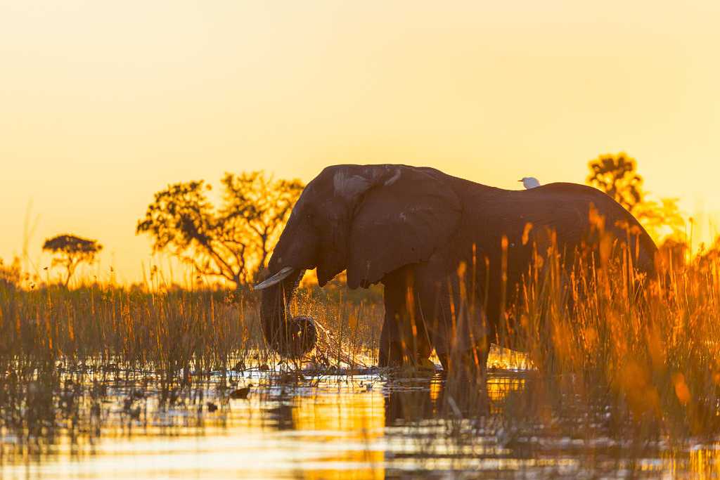 Elephant in the Okavango Delta, Botswana