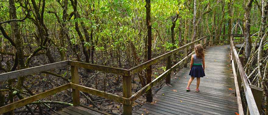 Daintree National Park in Australia