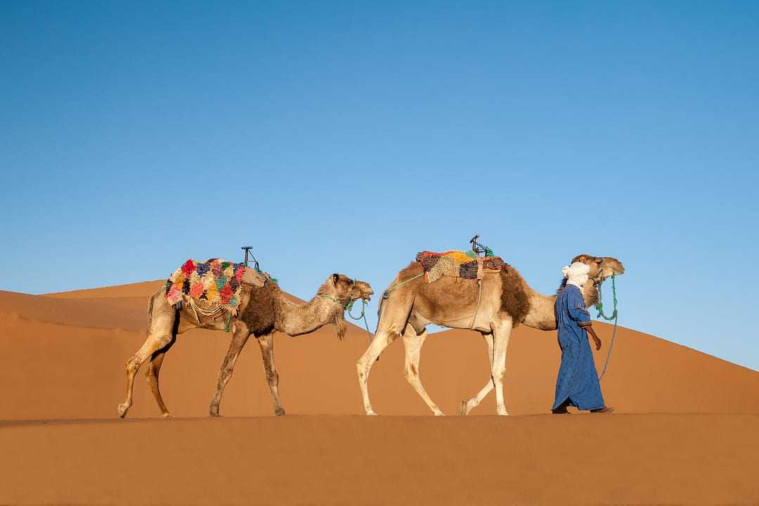 Dromedaries in the Sahara desert in Morocco