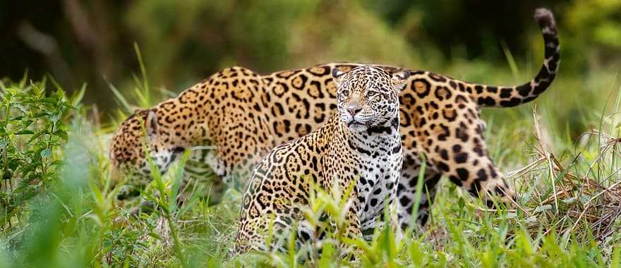 Jaguar in natural habitat of the Pantanal, Brazil