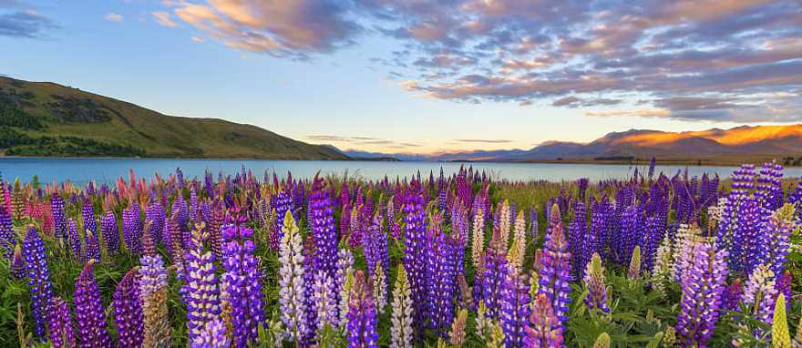 Blooming lupines at Lake Tekapo in New Zealand Blooming lupines at Lake Tekapo in New Zealand