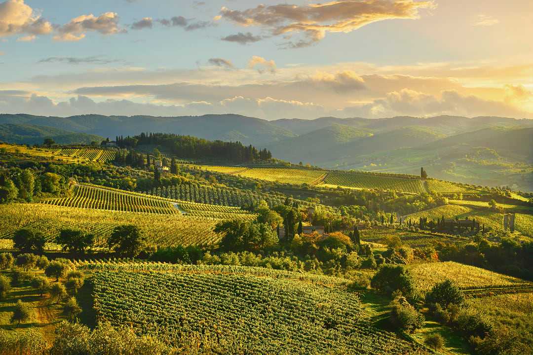Vineyards around Panzano in Tuscany, Italy