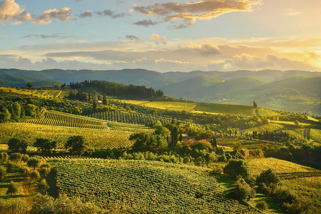 Italian vineyards online