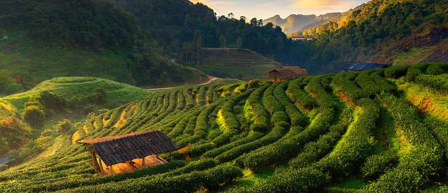 Hillside tea fields in mountainous Doi Ang Khang, Chiang Mai, Thailand