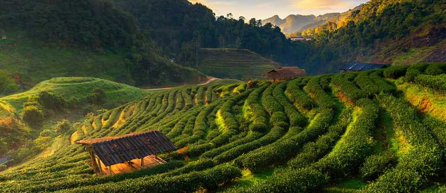 Hillside tea fields in mountainous Doi Ang Khang, Chiang Mai, Thailand