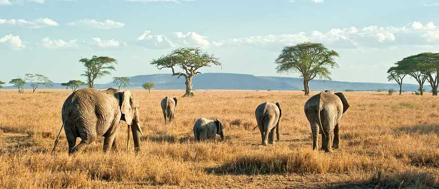 Herd of elephants on the plains, Tanzania