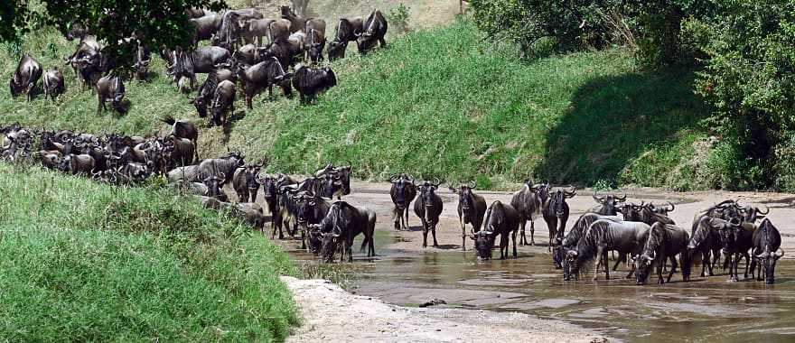 Great Wildebeest Migration, Masai Mara, Kenya