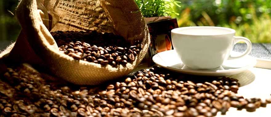 Explore an organic coffee plantation and rate gourmet beans during a coffee cupping
