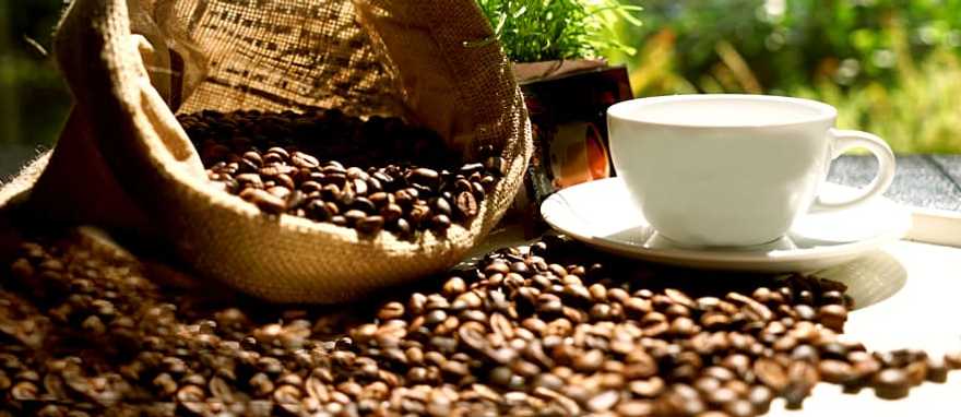 Explore an organic coffee plantation and rate gourmet beans during a coffee cupping