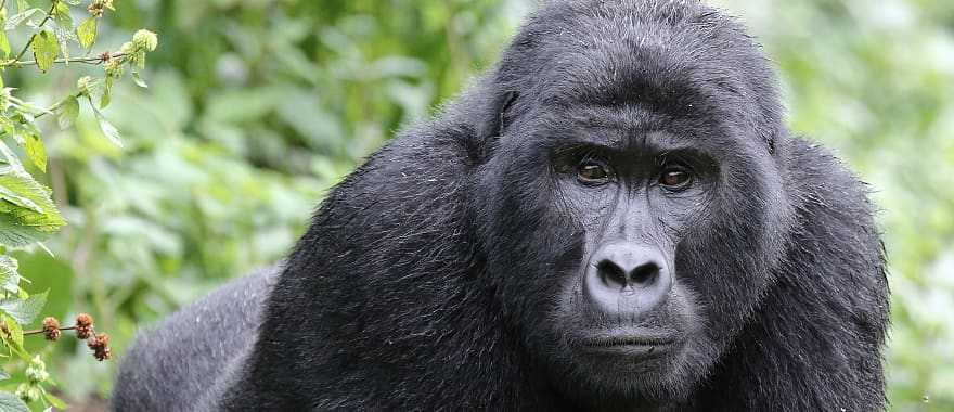 Mountain gorilla in Africa
