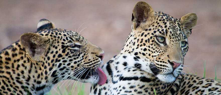 Leopards in the savanna, Botswana