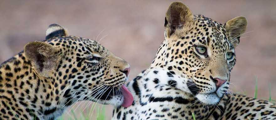 Leopards in the savanna, Botswana Leopards in the savanna, Botswana