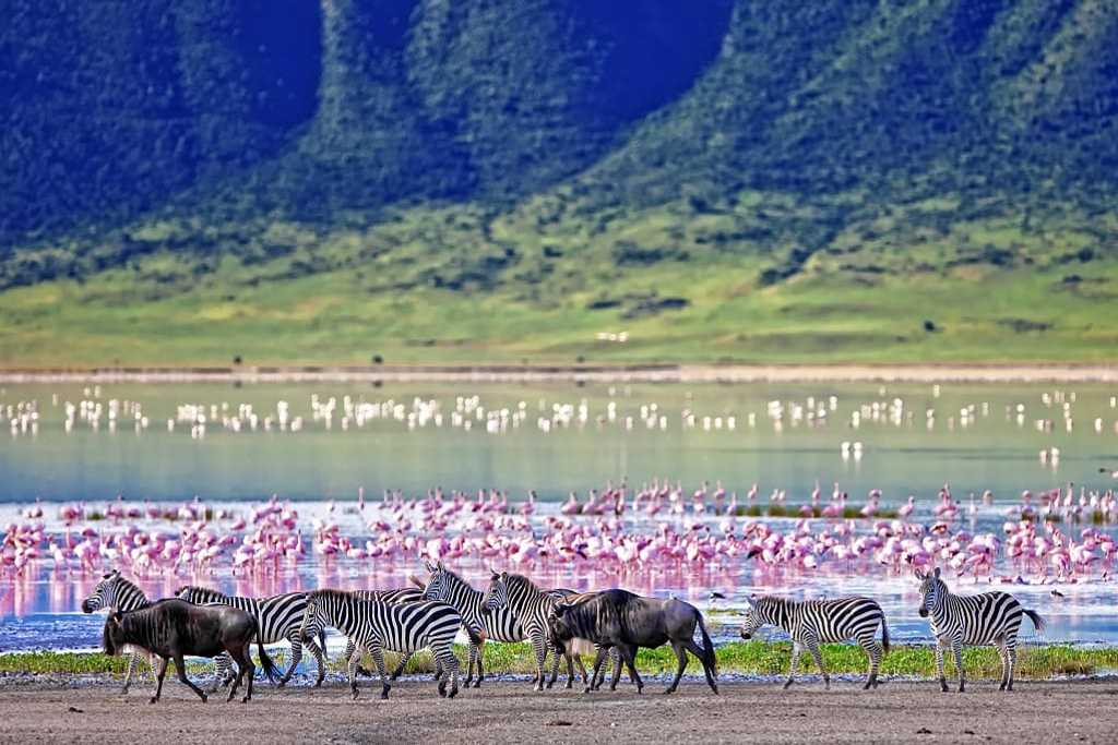 Zebra and wildebeests walking along a lake filled with flamingos in the Ngorongoro Crater, Tanzania