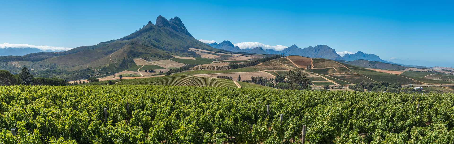 Cape winelands, wine growing region in South Africa.