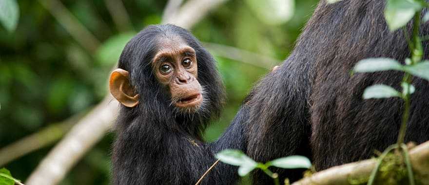 Baby chimpanzee in Kibale National Park, Uganda
