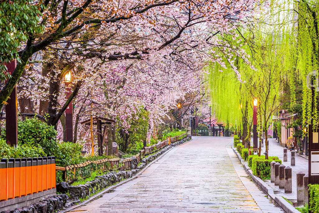 Spring cherry blossoms in Kyoto, Japan