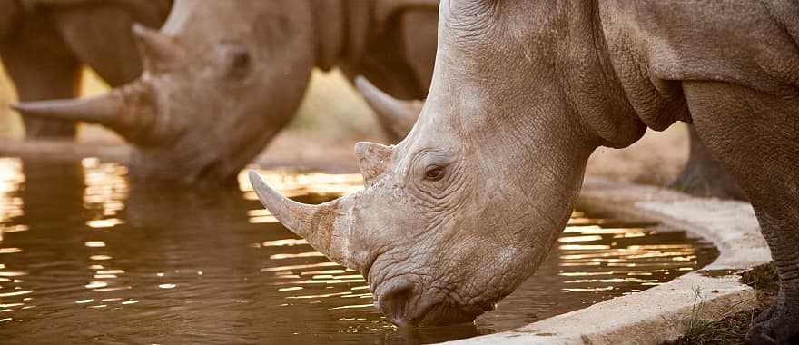 Rhinos at a watering hole, Namibia, South Africa