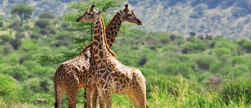 Giraffes at Tarangire National Park, Tanzania