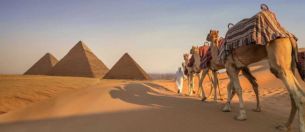 Camels trekking near the Giza Pyramids during a golden sunset.